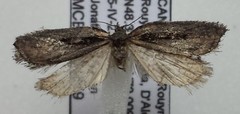 Acleris pulverosana