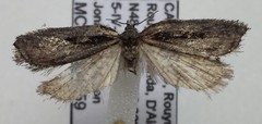 Acleris pulverosana