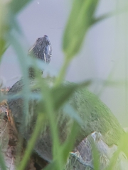 Pseudemys concinna concinna