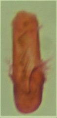 Acleris pulverosana