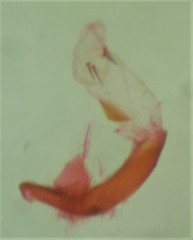 Acleris pulverosana