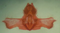 Acleris pulverosana