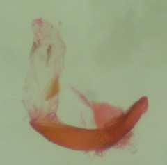 Acleris pulverosana