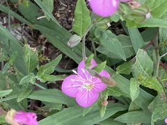 Oenothera rosea