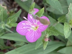 Oenothera rosea