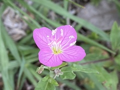 Oenothera rosea