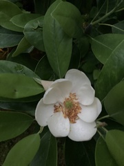 Magnolia
