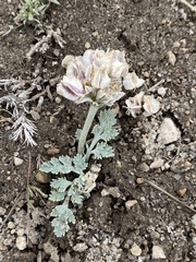 Vesper purpurascens