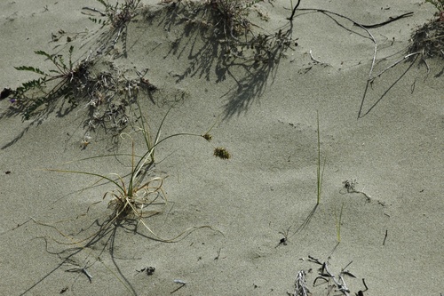 Image of Carex sabulosa by (c) Syd Cannings, some rights reserved (CC BY)
