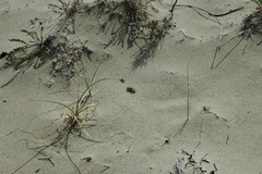 Carex sabulosa