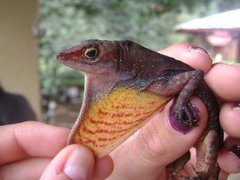 Anolis barkeri