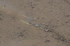 Aciagrion migratum