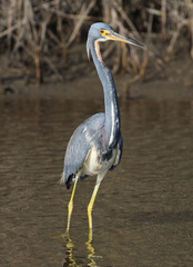 Egretta tricolor image