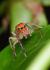 Prostheclina pallida