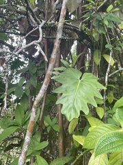 Philodendreae