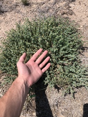 Euphorbia astyla