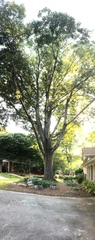 Chionanthus retusus