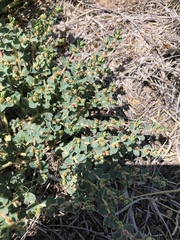 Euphorbia astyla