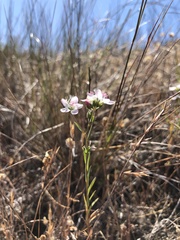 Hesperolinon congestum