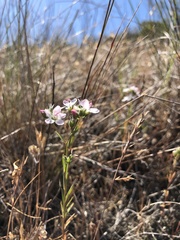 Hesperolinon congestum