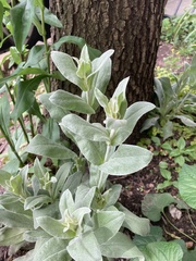 Magnoliopsida