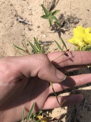 Phyllanthus warnockii