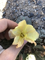 Oenothera xylocarpa