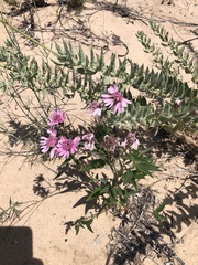 Palafoxia sphacelata