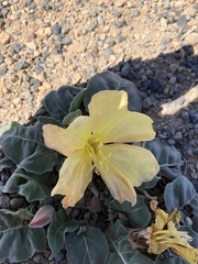 Oenothera xylocarpa