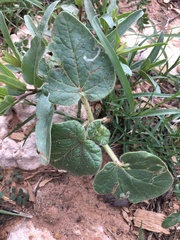 Proboscidea louisianica