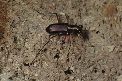 Heptodonta posticalis