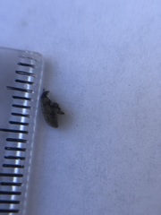 Curculionoidea