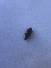 Curculionoidea