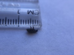 Curculionoidea