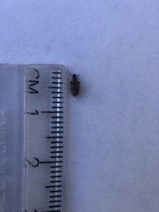Curculionoidea