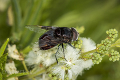 Copestylum violaceum