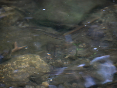 Rhinichthys atratulus