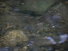 Rhinichthys atratulus