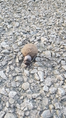 Canthon pilularius