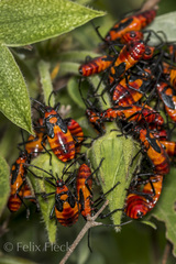 Oncopeltus varicolor