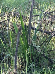 Chlorogalum pomeridianum