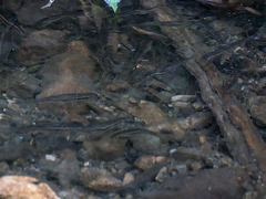 Rhinichthys atratulus