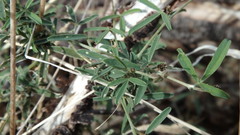 Glycine rubiginosa