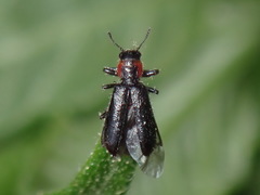 Placopterus thoracicus