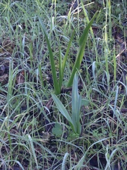 Chlorogalum pomeridianum
