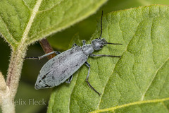 Epicauta cinerea-group