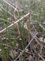 Eleocharis elliptica