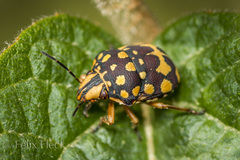 Orsilochides scurrilis