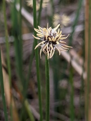 Eleocharis elliptica