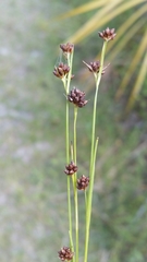 Rhynchospora globularis var. pinetorum image